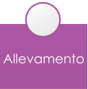 Allevamento